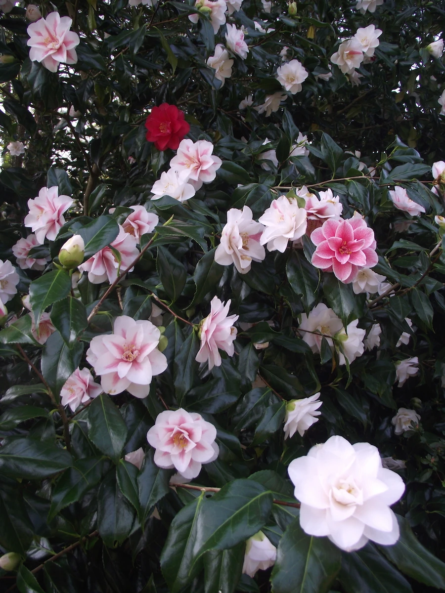 Lady Vansittart